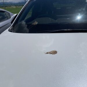 コツコツ型